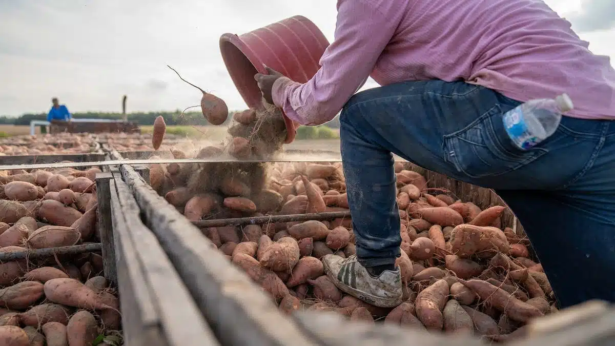 récolte pommes de terre