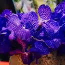 Orchidée Bleue