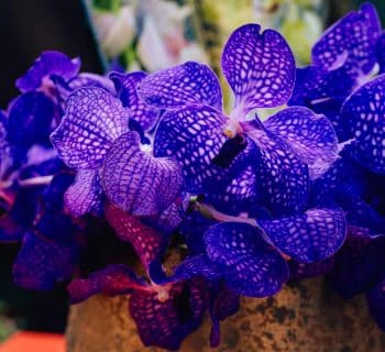 Orchidée Bleue