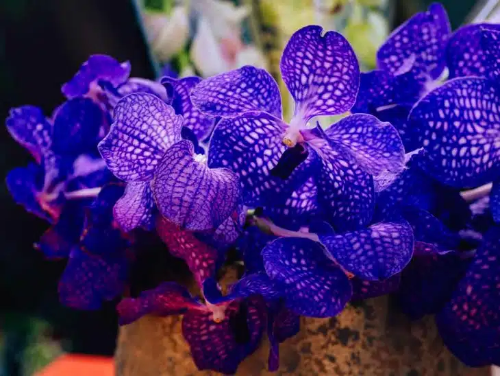 Orchidée Bleue