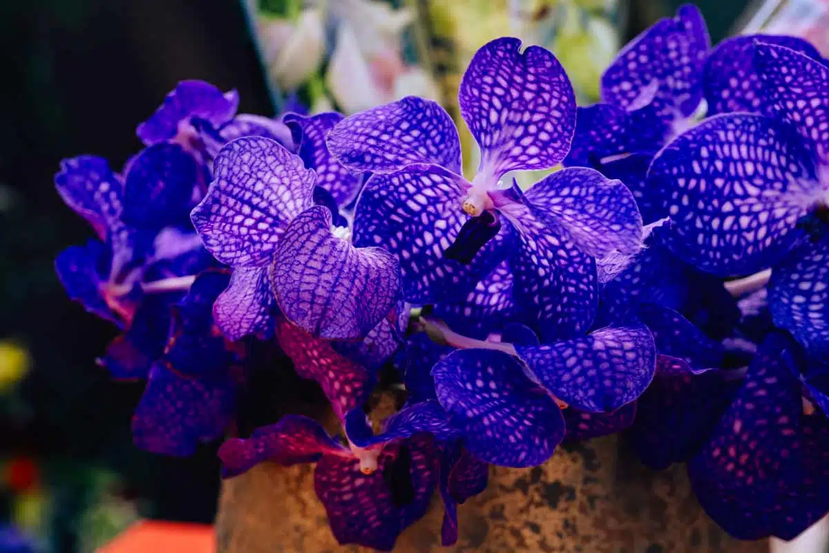 Orchidée Bleue