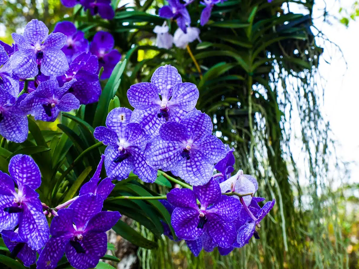 Orchidée Bleue